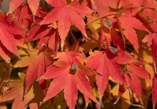 201911131024-DSC06006RX10M4.jpg