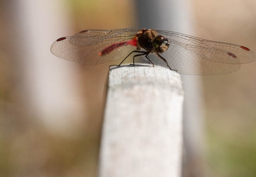 201911131041-DSC06046RX10M4.jpg
