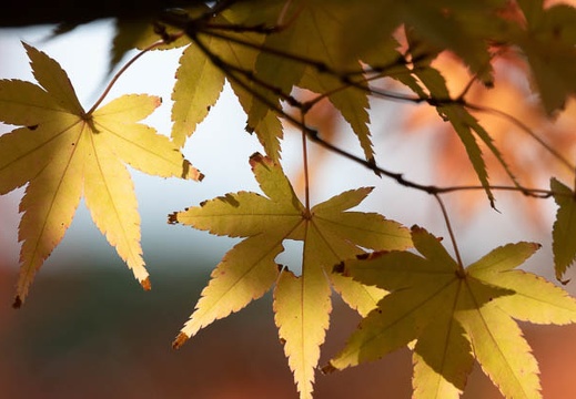 201911131045-DSC06056RX10M4.jpg