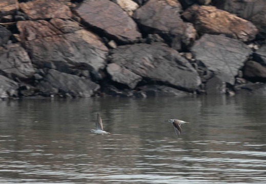 201911131156-DSC06124RX10M4.jpg