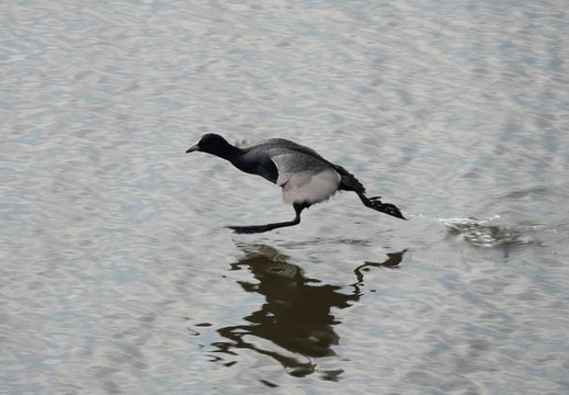 201911131208-DSC06174RX10M4.jpg