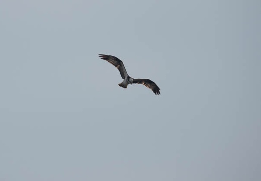 201911131214-DSC06212RX10M4.jpg