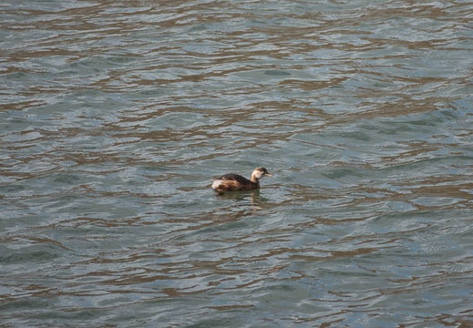 202001011430-DSC05036RX10M4.jpg
