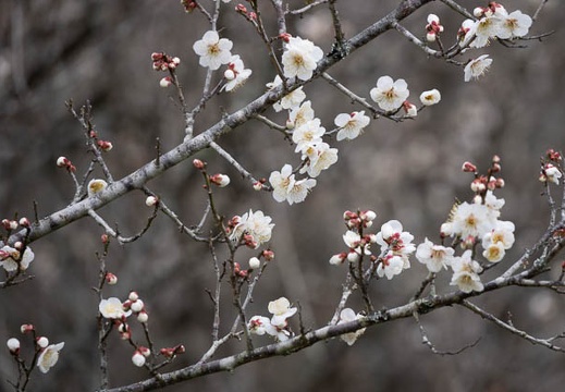 202001311050-DSC06105RX10M4.jpg