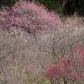 202001311204-DSC06190RX10M4.jpg