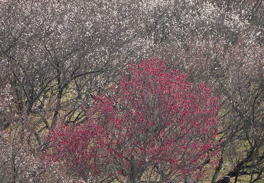 202002111051-DSC06654RX10M4.jpg
