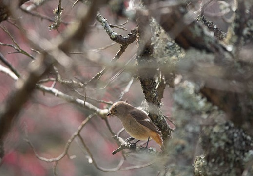 202002111147-DSC06749RX10M4.jpg
