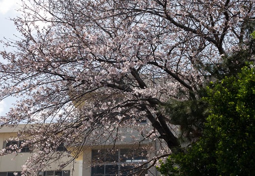 202003291117-DSC06846RX10M4.jpg
