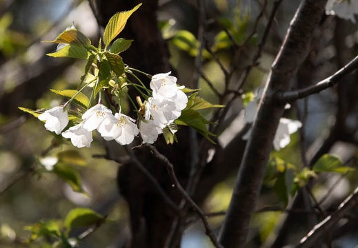 202003291118-DSC06848RX10M4.jpg