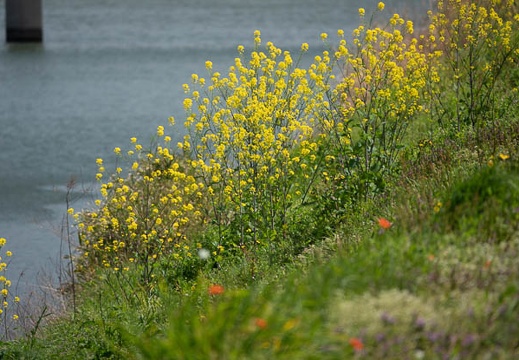 202003291140-DSC06868RX10M4.jpg