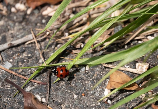202003291153-DSC06892RX10M4.jpg
