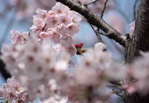 202003291253-DSC06914RX10M4.jpg