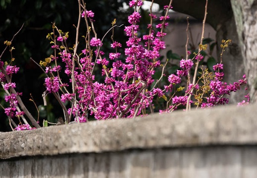 202003291258-DSC06922RX10M4.jpg