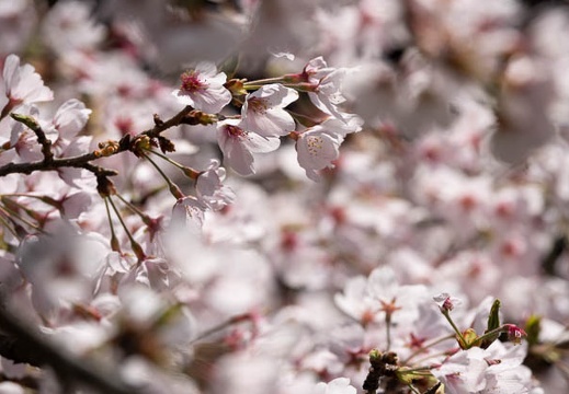 202004021139-DSC07280RX10M4.jpg