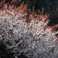 202004021507-DSC07706RX10M4.jpg