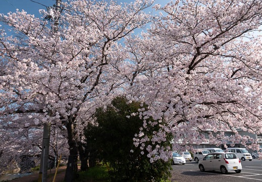 202004040830-DSC07754RX10M4.jpg