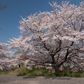 202004040942-DSC07962RX10M4.jpg