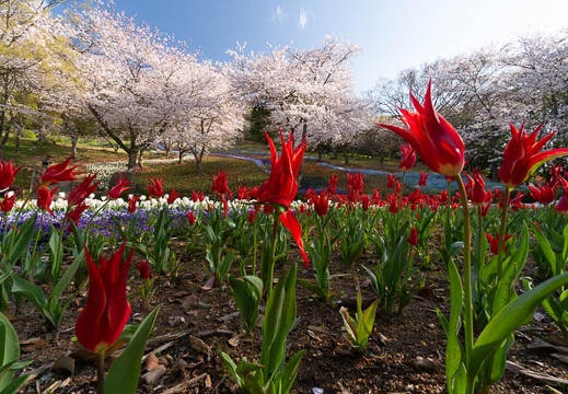 202004050755-DSC09334N5R.jpg