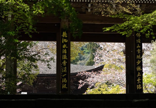 202004071232-DSC00248RX10M4.jpg