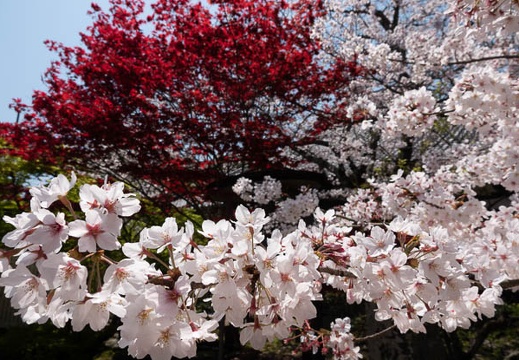 202004071242-DSC00293RX10M4.jpg