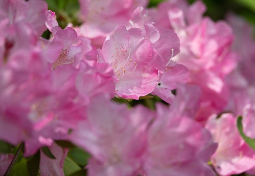 202004271238-DSC00611RX10M4.jpg