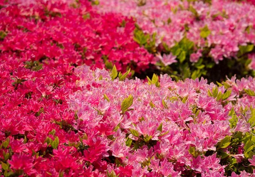 202004281155-DSC00951RX10M4.jpg