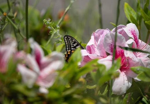 202005071159-DSC01064RX10M4.jpg