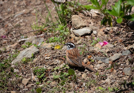 202005081250-DSC01356RX10M4.jpg