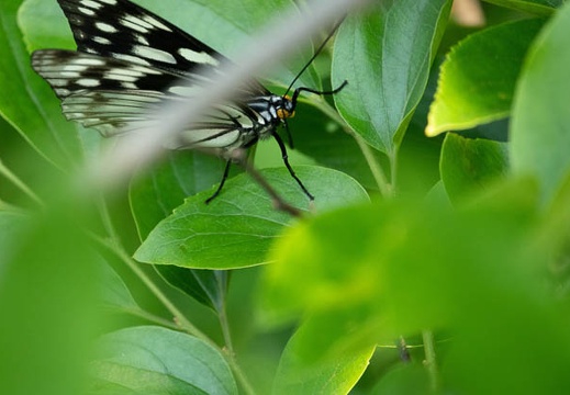 202005291142-DSC01496RX10M4.jpg