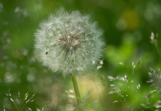 202005291156-DSC01520RX10M4.jpg