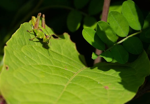 202005291203-DSC01529RX10M4.jpg
