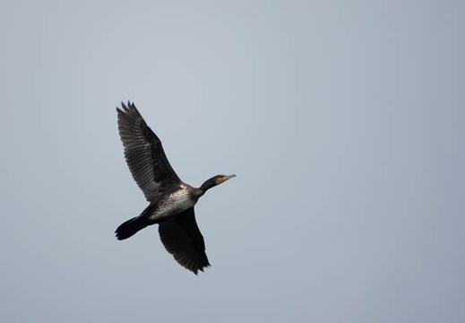 202005291410-DSC01597RX10M4.jpg