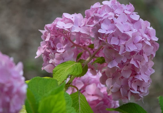 202006161355-DSC02565RX10M4.jpg