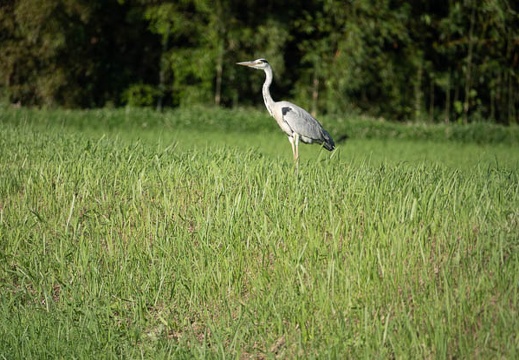 202006161729-DSC02801RX10M4.jpg