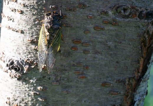 202008131727-DSC09682N5R.jpg