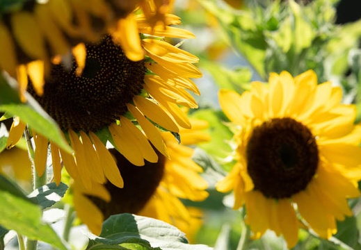 202008141414-DSC02808RX10M4.jpg