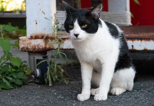 202008141504-DSC02880RX10M4.jpg