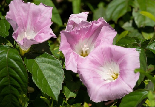 202008161317-DSC03005RX10M4.jpg