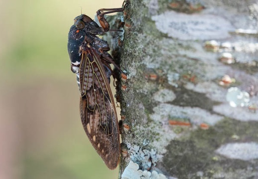 202008161339-DSC03035RX10M4.jpg