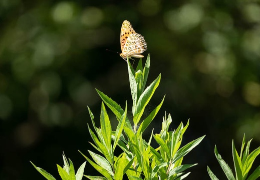 202008161352-DSC03053RX10M4.jpg
