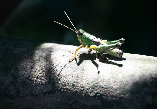 202008161414-DSC03109RX10M4.jpg