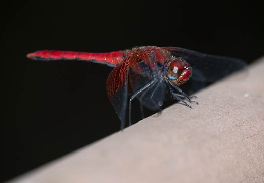 202008161416-DSC03117RX10M4.jpg