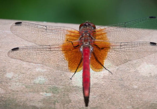 202008161417-DSC03118RX10M4.jpg