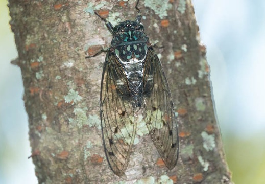 202008161429-DSC03124RX10M4.jpg