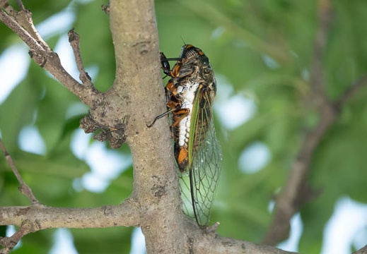 202008171254-DSC03346RX10M4.jpg
