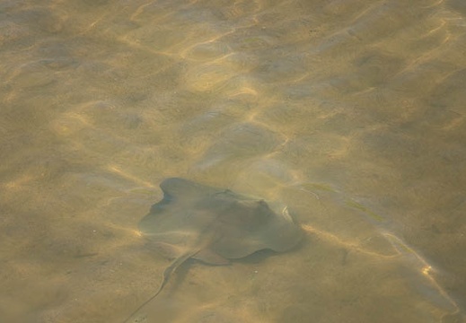 202008171350-DSC03392RX10M4.jpg