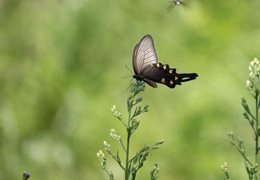 202008171352-DSC03398RX10M4.jpg