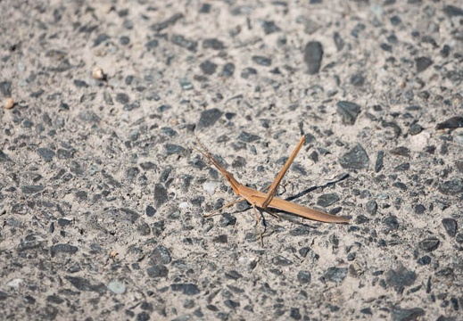 202008171427-DSC03458RX10M4.jpg