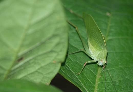 202009141320-DSC03805RX10M4.jpg