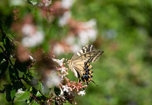 202009141342-DSC03842RX10M4.jpg